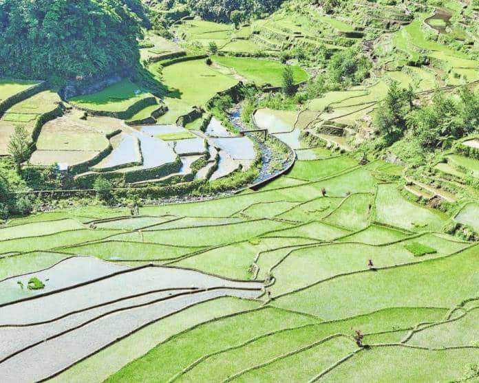 Mega construção Arrozais de banaue