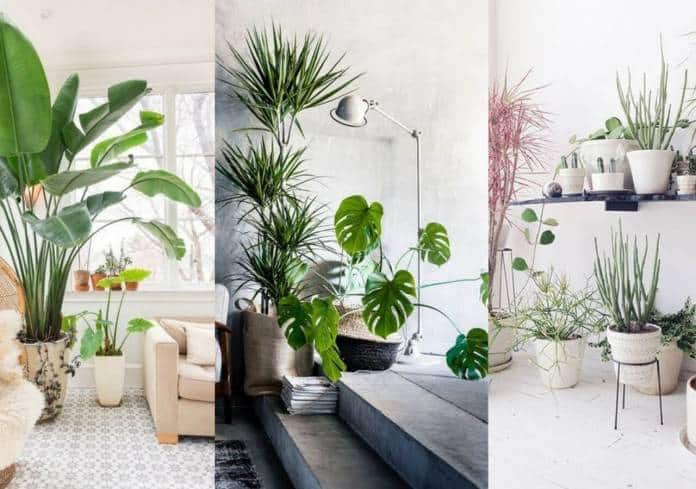 tipos de plantas que servem para a decoração do ambiente