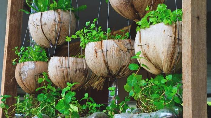 Hortas plantada em cascas de coco 