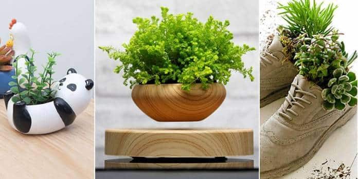 plantas vasos 1 e1605726925957