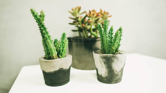 Vasos de Plantas: Modelos Criativos e Dicas de Como Escolher e Como Fazer
