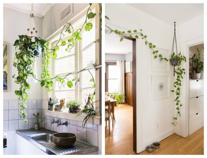 decoracao jiboia vaso suspenso plantas ambientes internos plantas pendentes 1 e1611020526354