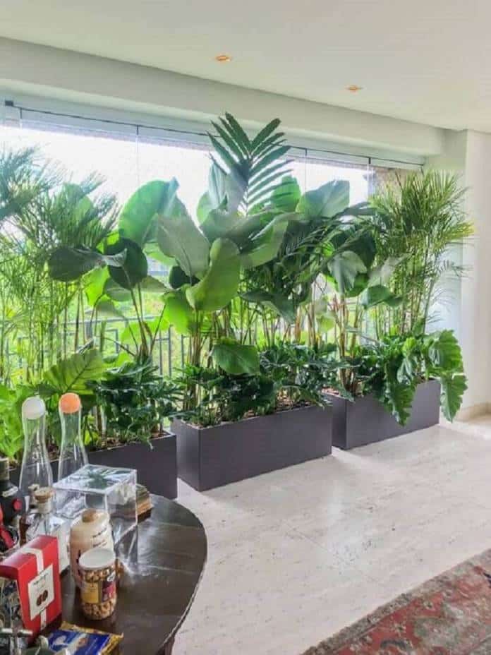 Plantas para Varanda: Conheça as Espécies Dicas de Decoração