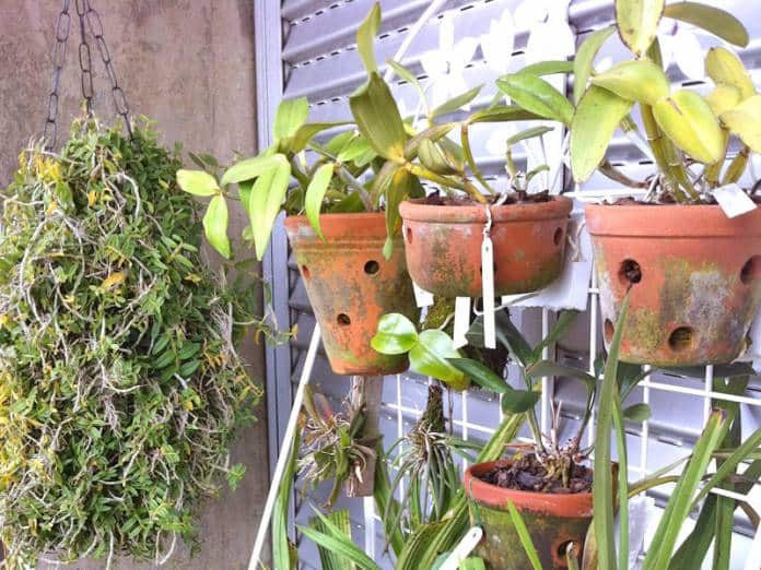 Orquideas Vento 1 e1614905596417