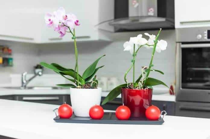 Orquídea na cozinha via Viva Decora 1 e1614905477562