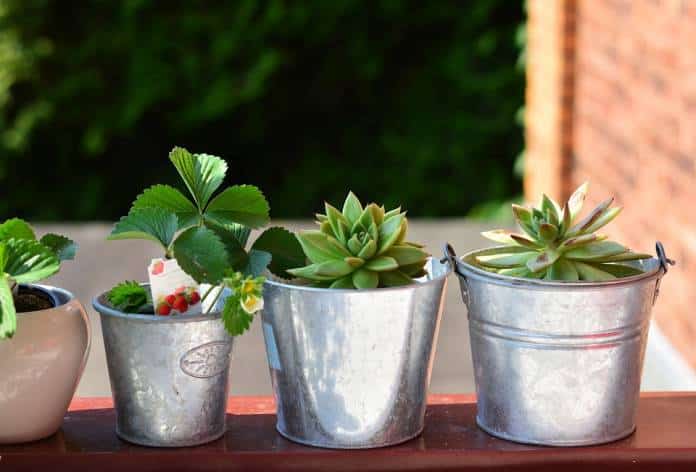 balcony plants 3426042 960 720 e1619815454406