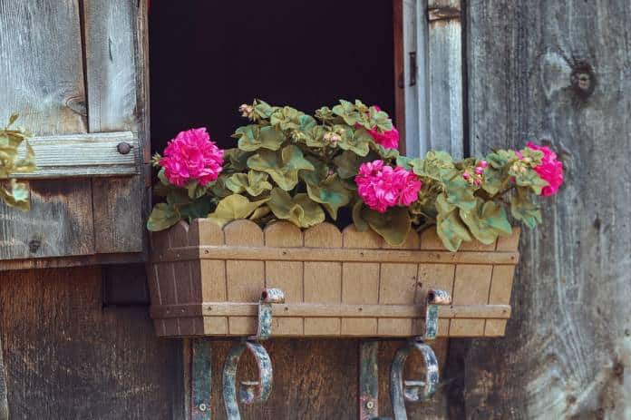flower box 4272215 960 720 e1619815408654