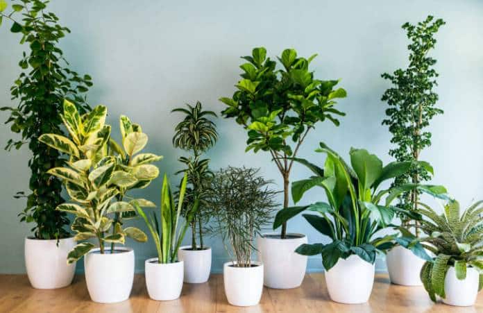 4.Tipos de plantas naturais para decoração de sala