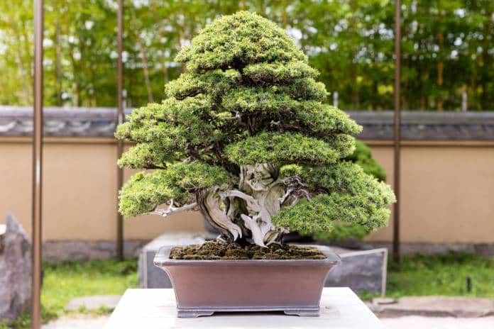 Bonsai miniature tree e1642785419519
