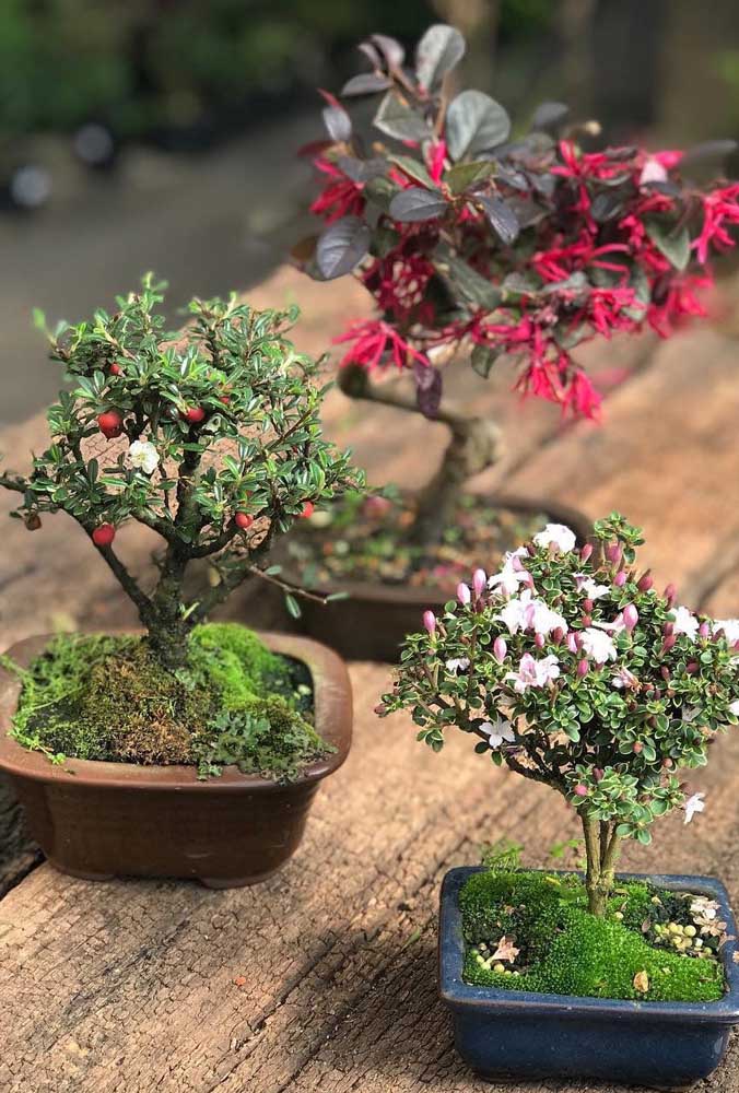 bonsai 21