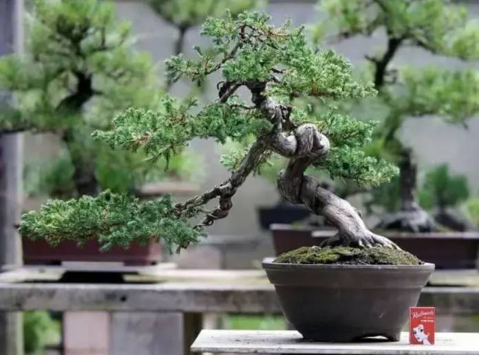 Bonsai na sua decoração: Tudo Sobre Árvores em Miniatura