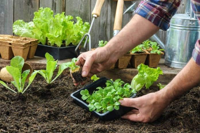 O que é preciso para cuidar de um jardim