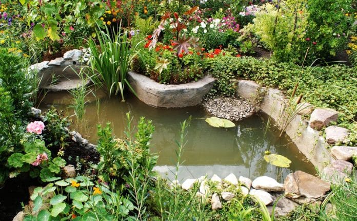 Lago Ornamental: Projetos e Dicas de Plantas e Peixes Ideais 12 Você deve escolher aquele que melhor combina com seu espaço e com o que você quer ter em sua casa