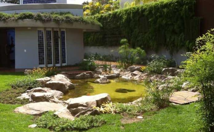 Lago Ornamental: Projetos e Dicas de Plantas e Peixes Ideais 9 plantas e até mesmo pequenos anfíbios