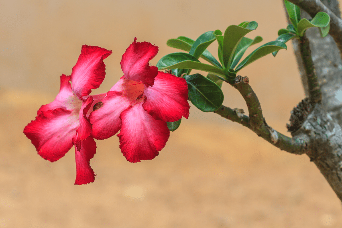 rosa do deserto