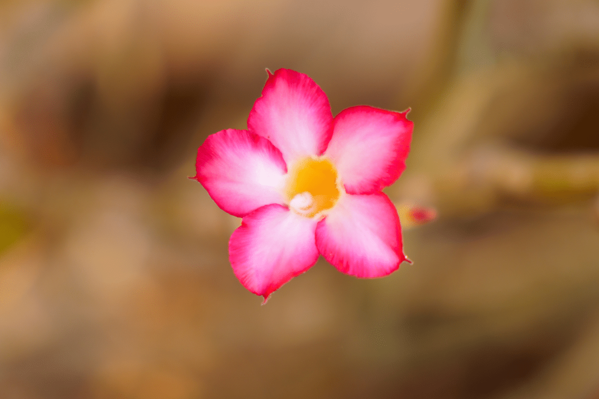 flor