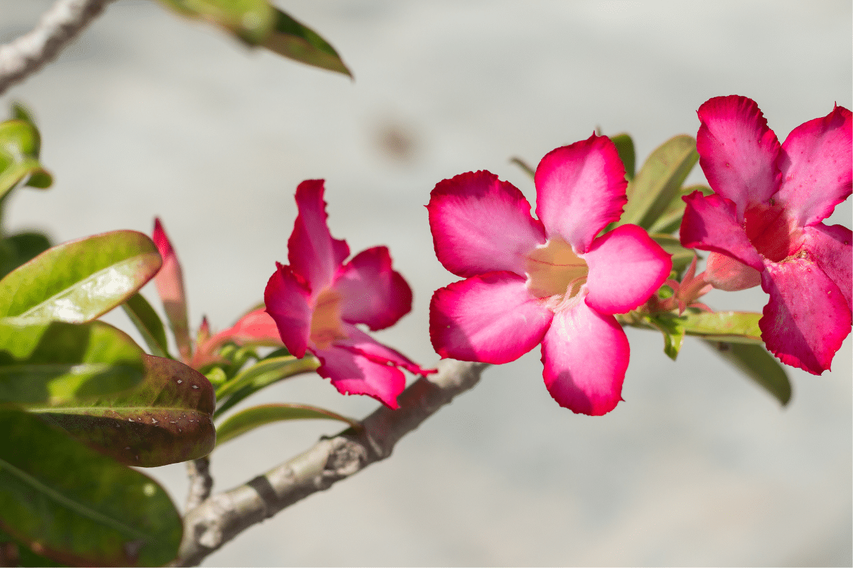 rosa do deserto