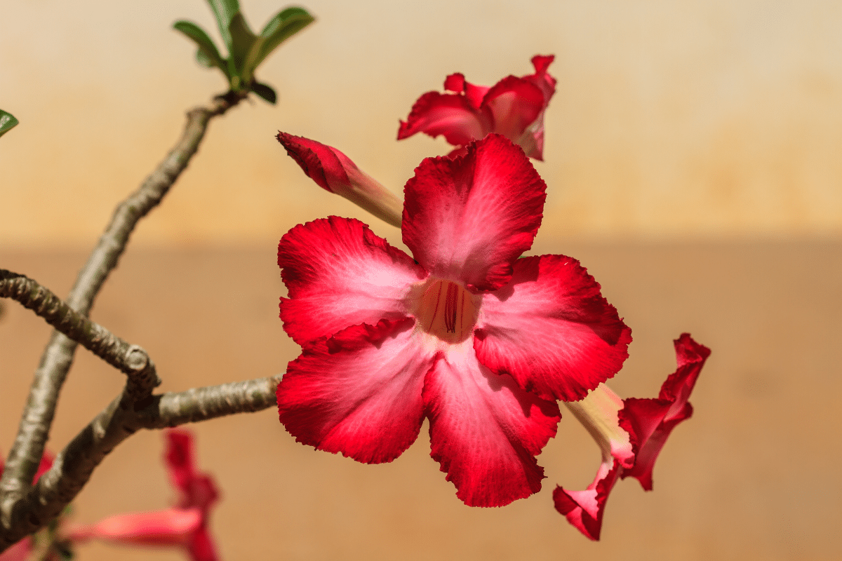 rosa do deserto