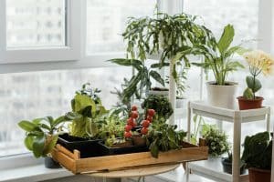 horta em apartamento próximo de uma janela com várias plantas.