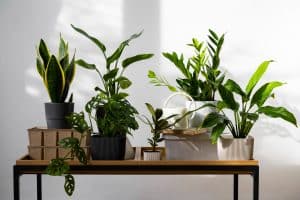 plantas para ambientes internos sendo preparadas