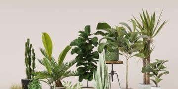 Escolhendo plantas para ambientes internos