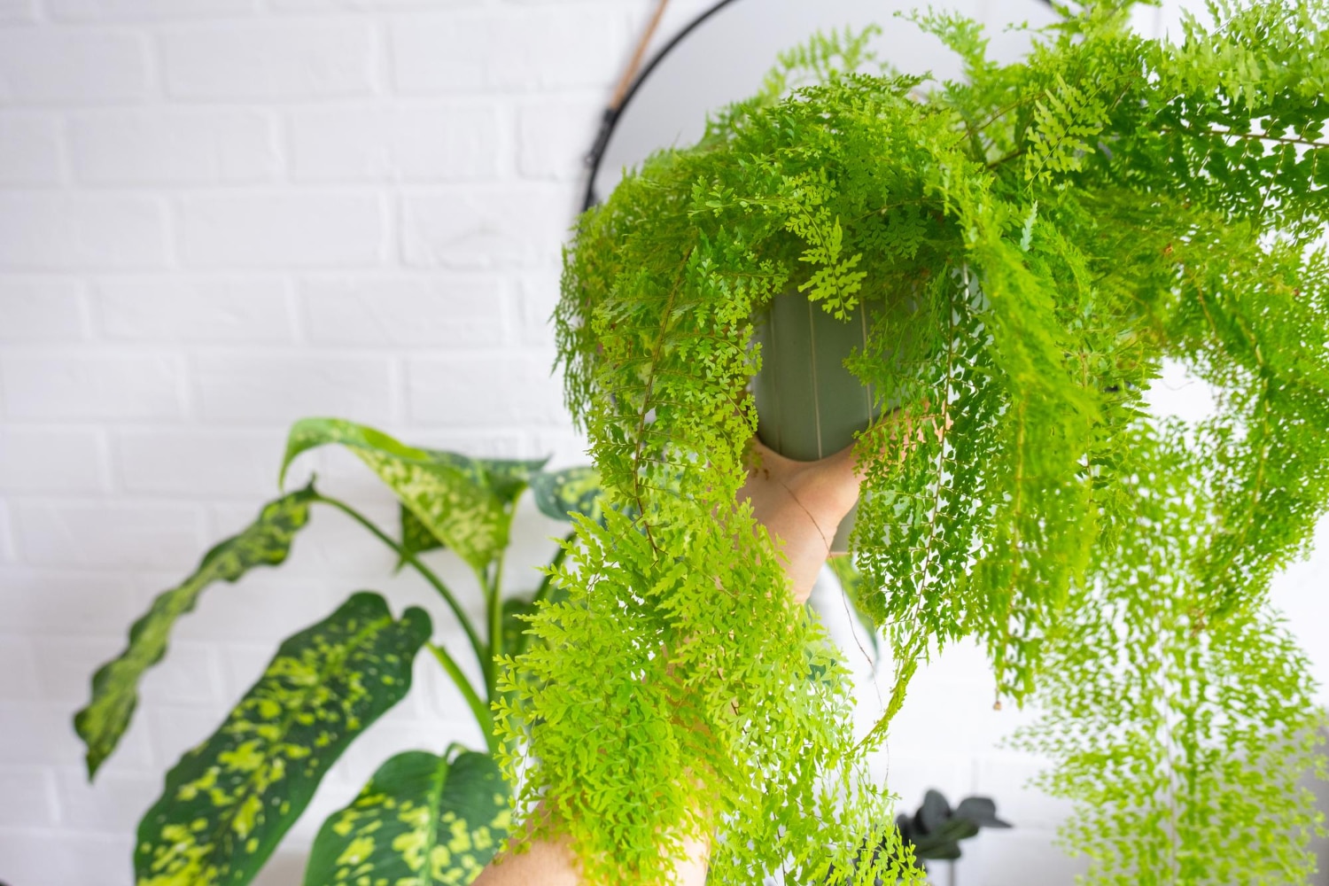 Plantas que umidificam o ar no ambiente interno