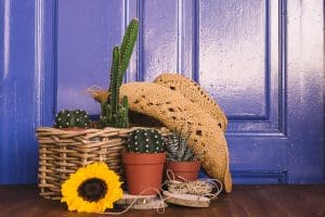Decorar casa para o verão com plantas