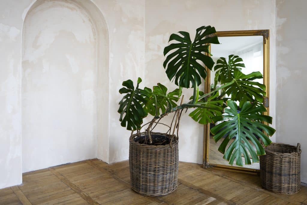 Decoração biofílica para apartamentos: como trazer a natureza para dentro 2 Projetos Sustentáveis